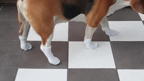 Beagle with socks