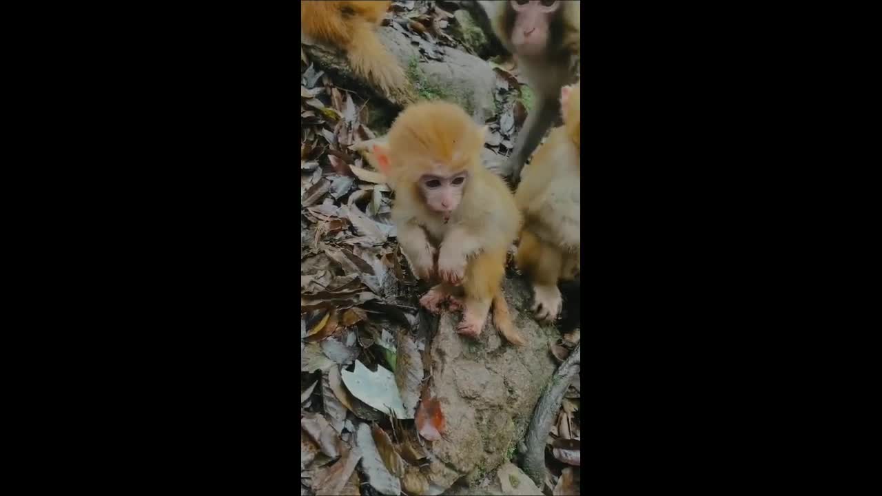 Monkey baby funny videos