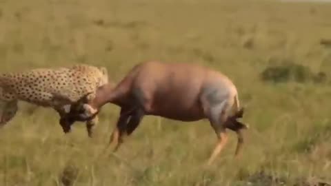 cheetah hunting topi #shorts #lion