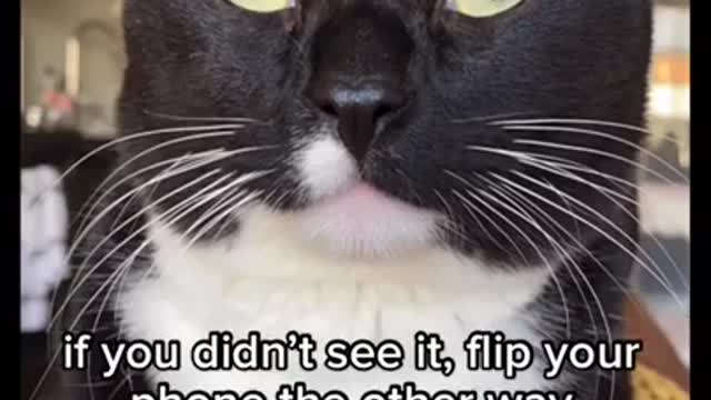 Funny Cat Videos on the Internet