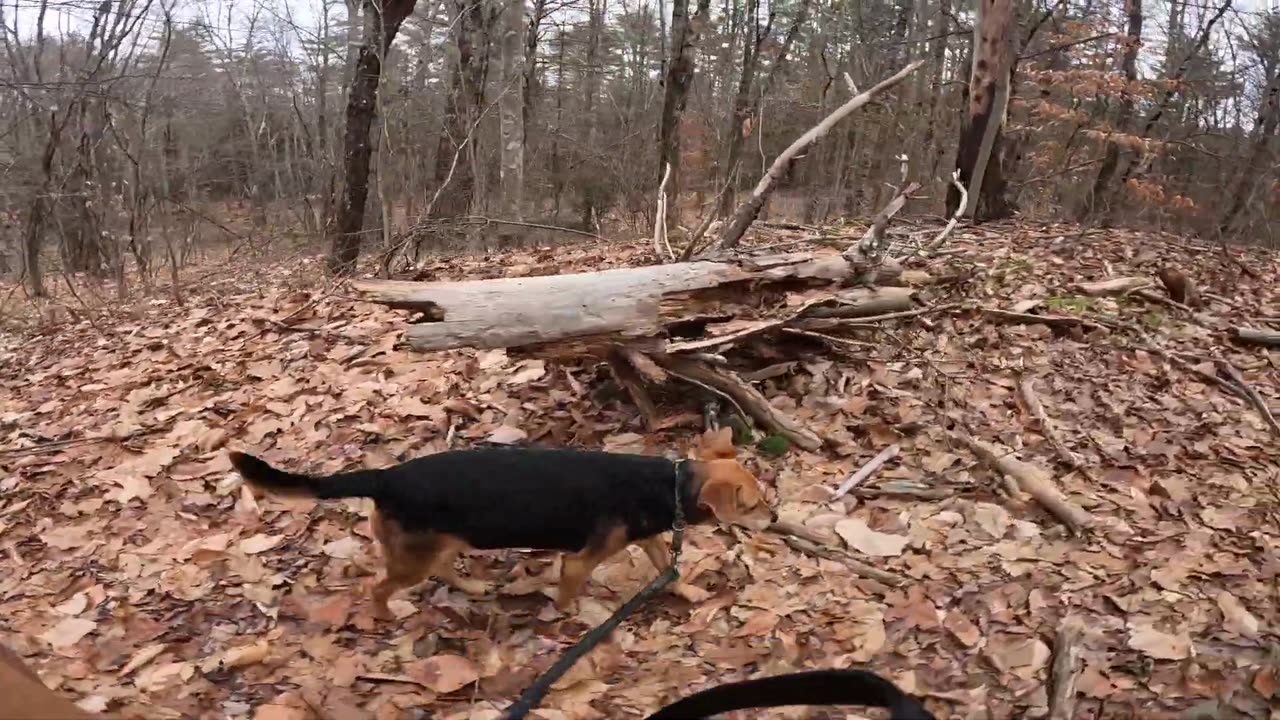 Clarabelle and Bandit