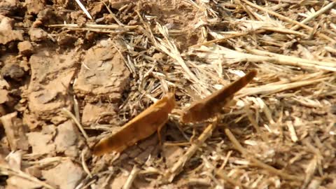 Two Grasshoppers Talking to Each Other with their Legs