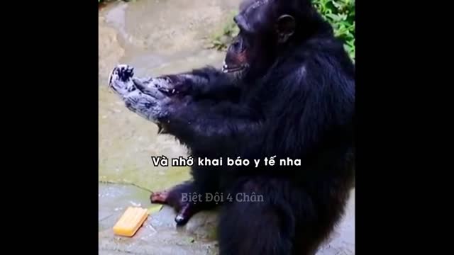 The monkey washing his hand using Soap