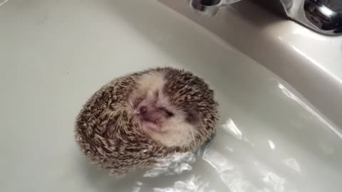 Sweet hedgehog