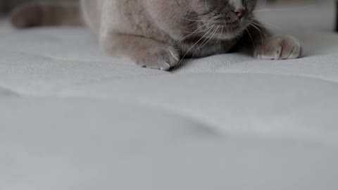 a-playful-cat-looking-around