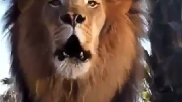 King _crown__lion_face_ trying to say this is my place you go to your place