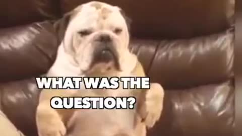this dog is amazing insane