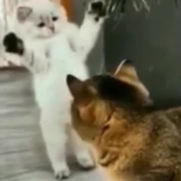 Cutest Puppys and Kittens from 2021 (3)