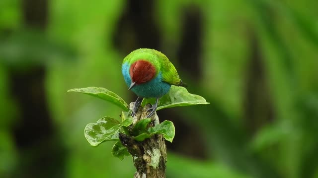 Amazing Nature and Wildlife 🐱 🐈 Videos Beautiful Birds !! Animals 🐕 🐶 Relaxing Nature Sounds 2022