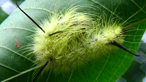 Caterpillar