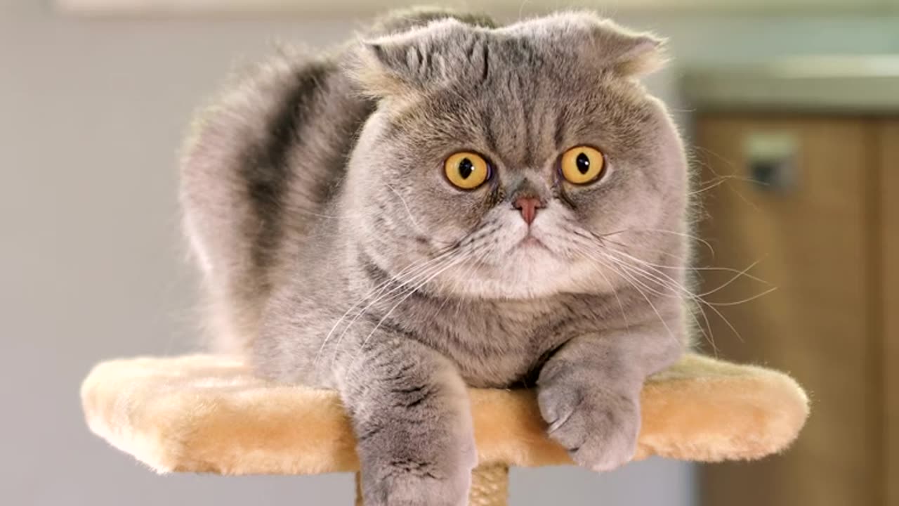 Scottish fold cat