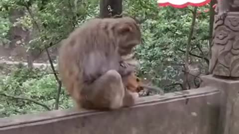 Mom Monkey and her Babies