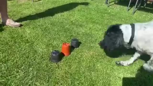 Dog outsmarts human with magic trick