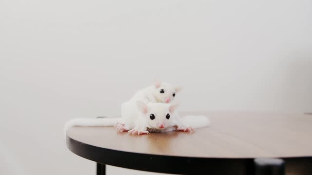 A mouse is doing a massage for another mouse