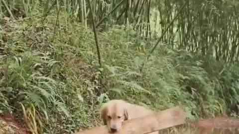 Dog Building A Bridge For Kittens #shorts #shortvideo #video #virals #videoviral