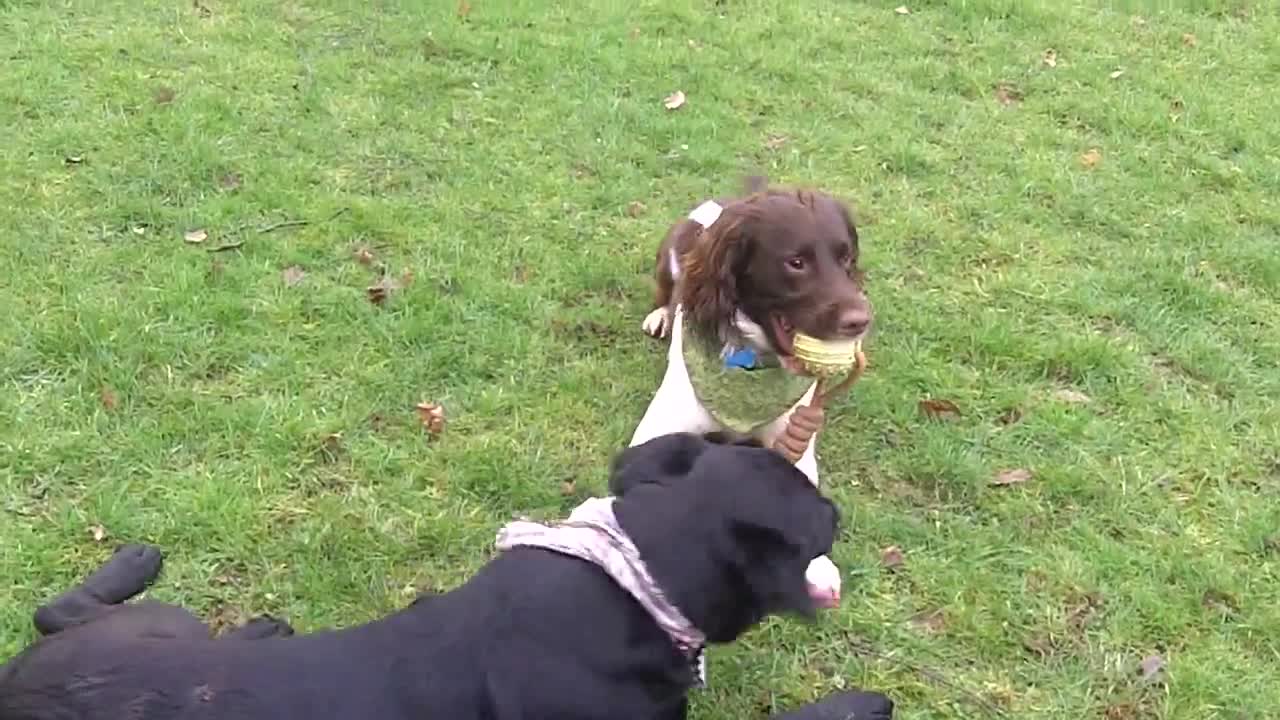 Flynn Springer & Josie Labrador.