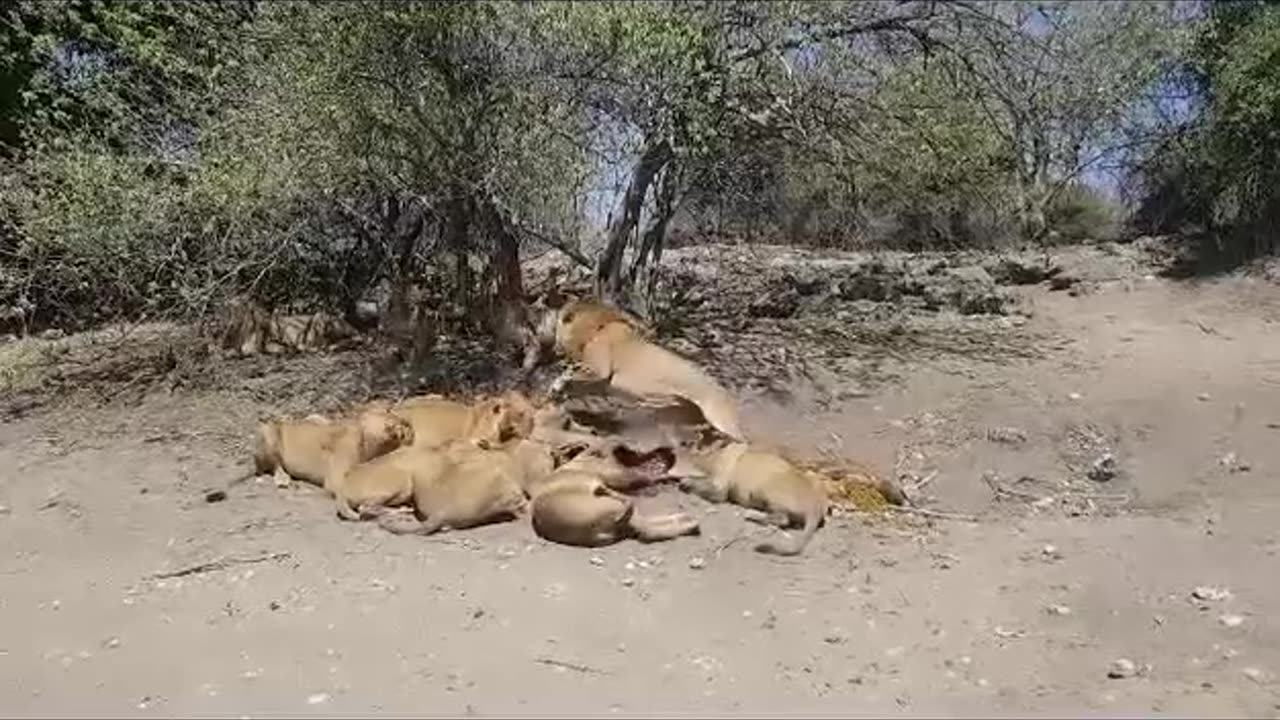 The Lion 🦁 King throws Tentrum
