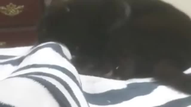 My Cat Powers Up His Attacks and (Late Video Link Description)