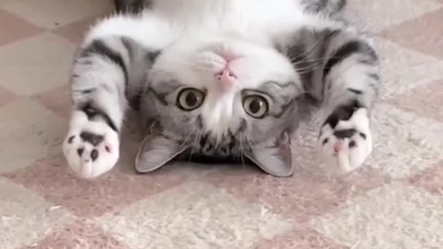Cat on its back, what is it doing.
