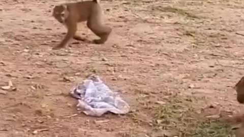 Funny video about monkeys