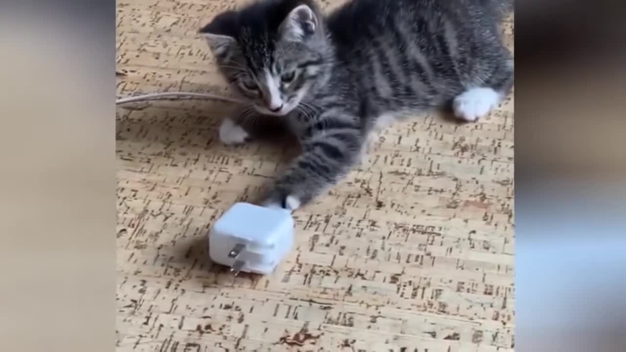 CRAZY FUNNY CAT MAKES LAUGHTER