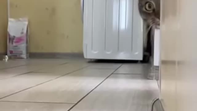 Very attractive funny cat video