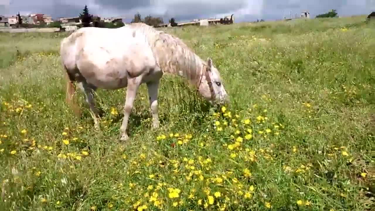 A horse grazing