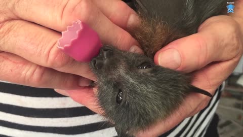 Rescued baby batties' daily life Pianissimo & Convolvulus with Maggie