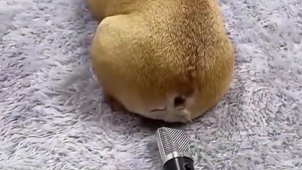 Cute animal video