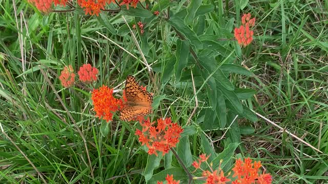 Summertime and Butterflies