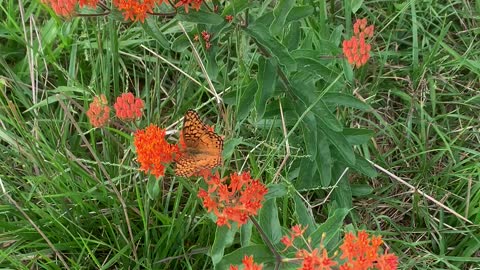 Summertime and Butterflies