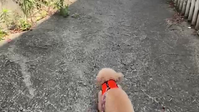 walking dog