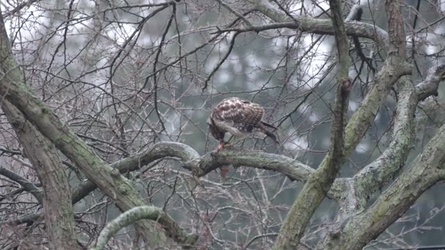 Hawk Having Breakfast