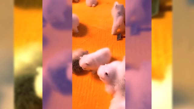 Dog 🐕 cream 😅