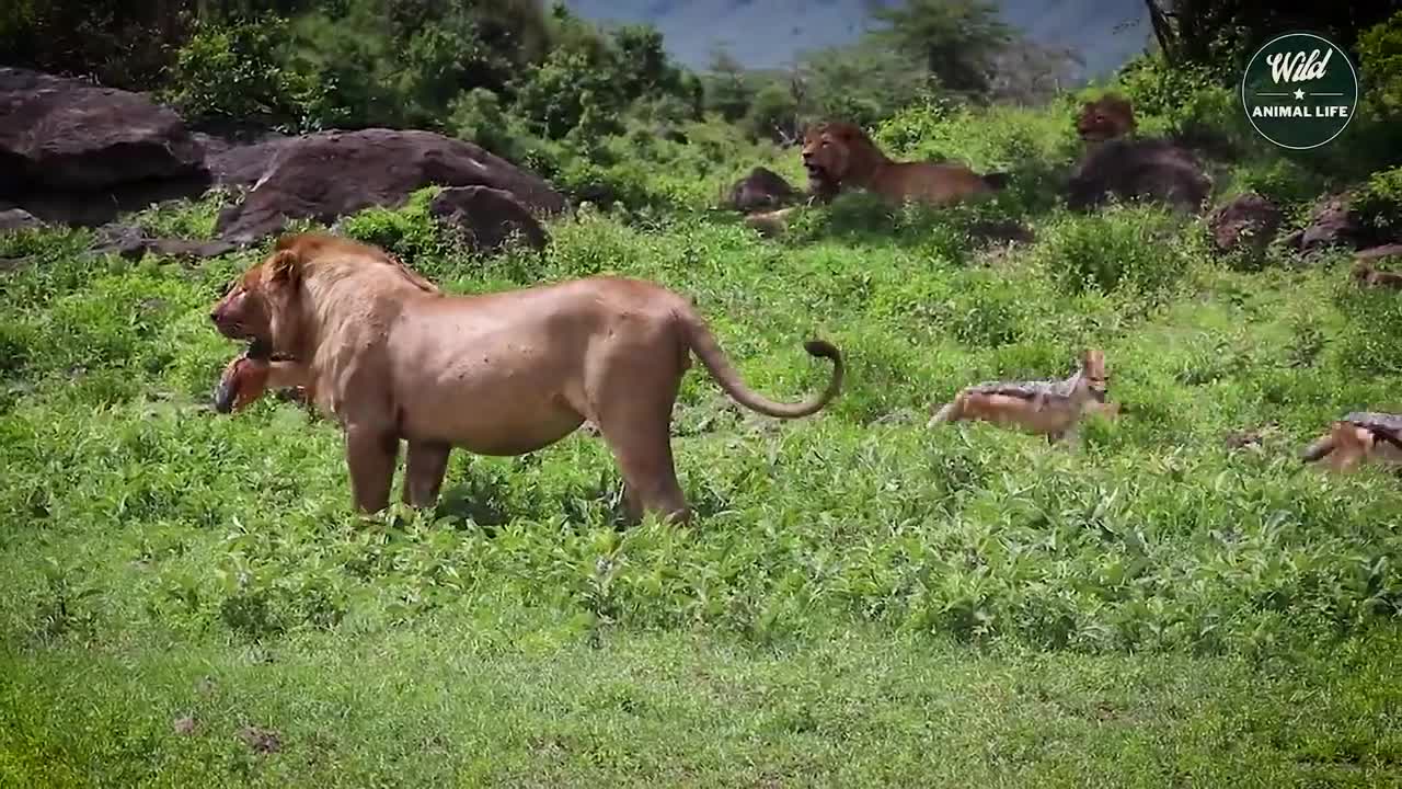 The hyena attacks and eats lions brutally - Wild Animals Fighting