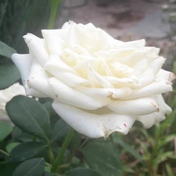 White rose