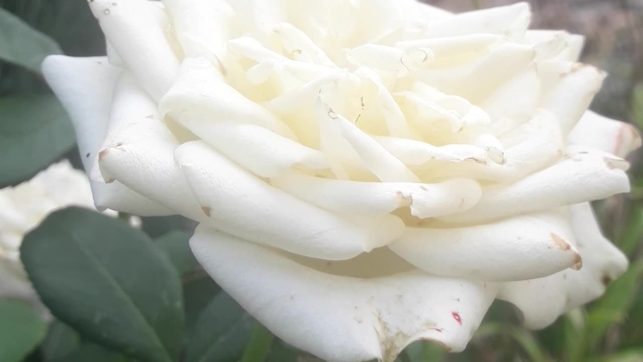 White rose