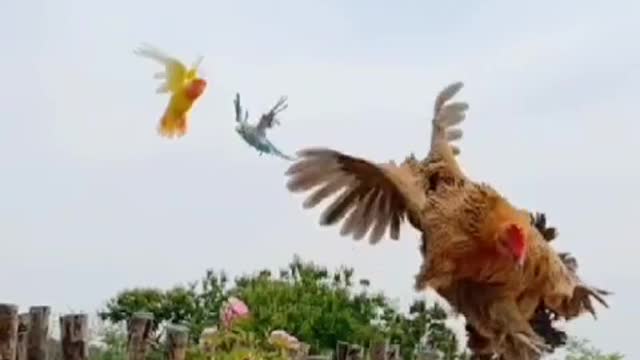 flying chicken