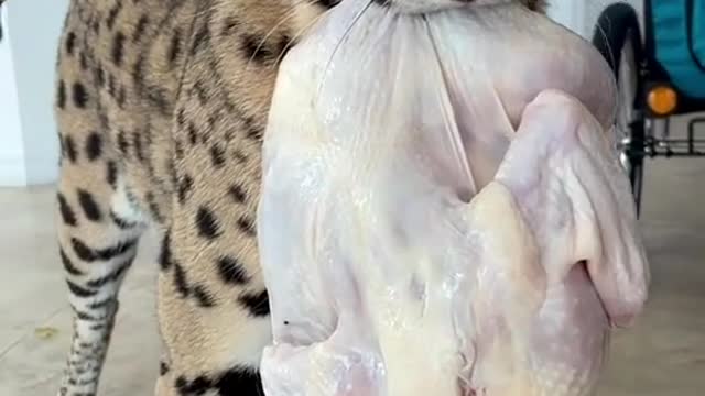 Angry cat๐ธ๐