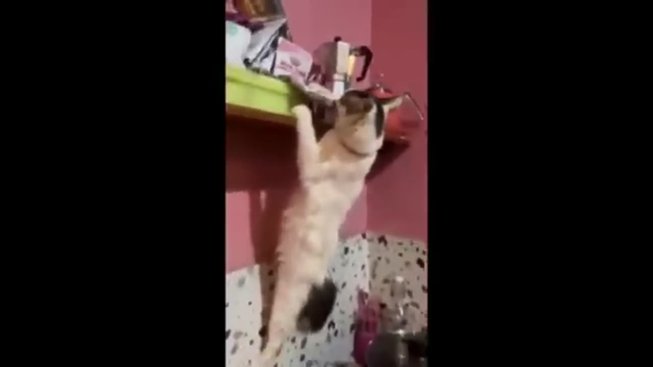 NEW Cat Videos 2024 😹 Funny Cat Videos 1