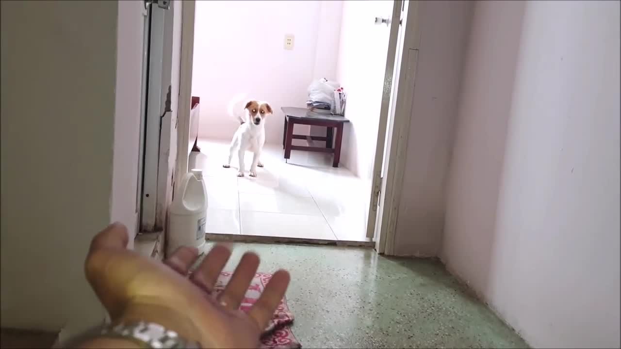 How dog reacts when seeing stranger...😂