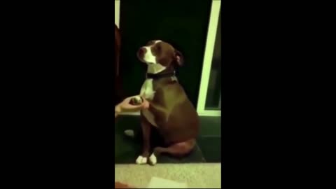 Funny cats and dogs video