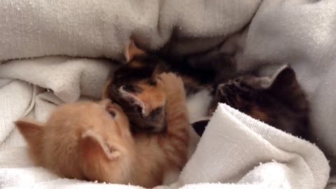 Baby Kittens Waking Up - It's Playtime!