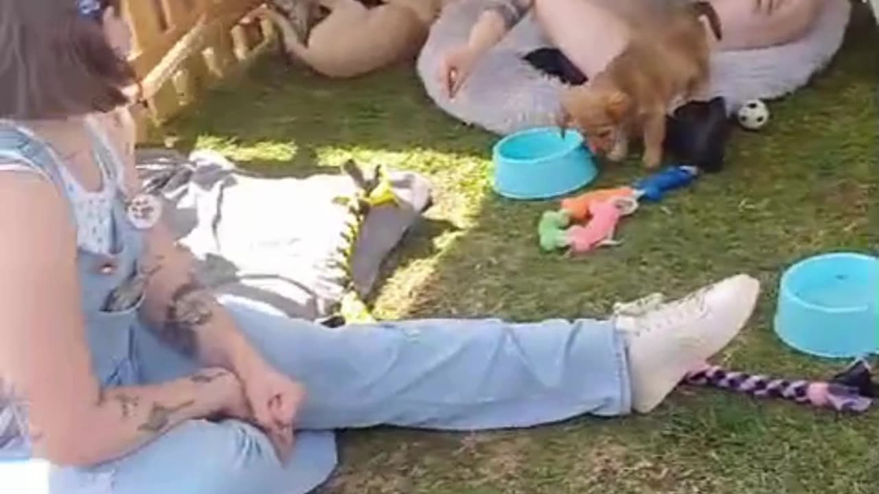 Pets enjoy day on the Promenade