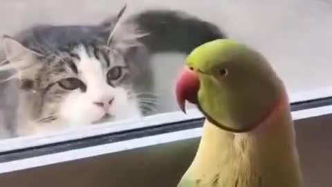 Parrot fall in love with cat.