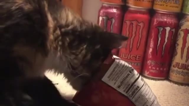 Oops! 😂😂so funny cat 🤣🤣