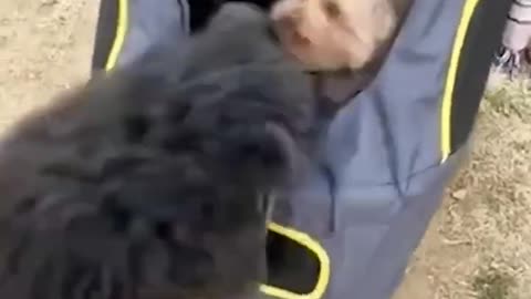 Cute funny Dogs 😂🐈😁😂#shorts #short#viral
