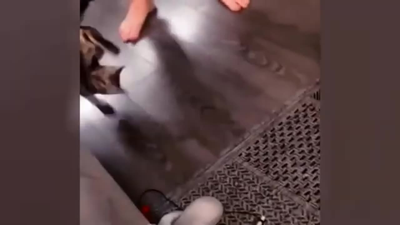 Super Funny Animals Videos😻🤣🤣🤣
