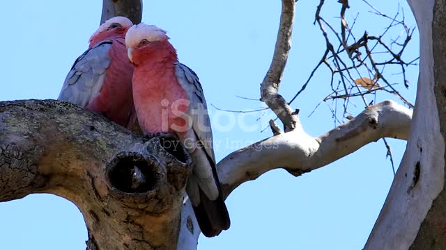 View of pair of Galah , Eolophus roseicapilla