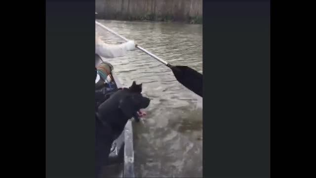 in the lake with my dog anc cat